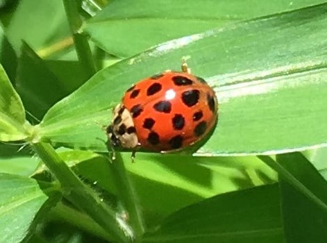 Garden Dilemmas, Delights & Discoveries, Ask Mary Stone Beneficial Ladybugs  - Garden Dilemmas, Delights & Discoveries, Ask Mary Stone