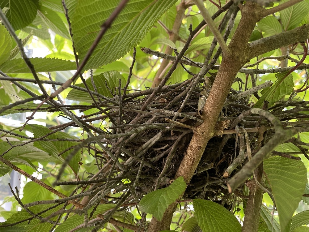 Blue Jays Nesting  Outside My Window