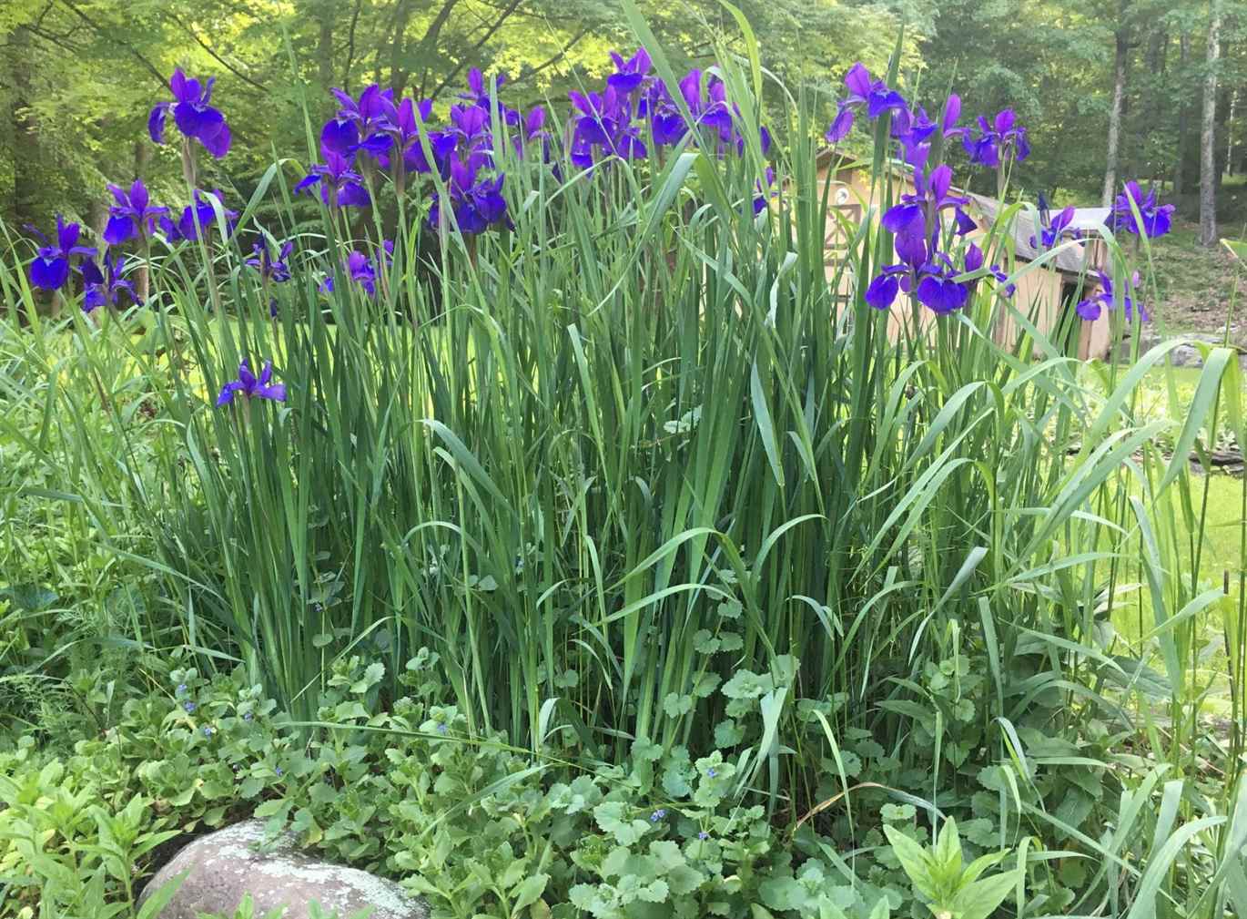 Siberian irises: how to grow - Gardens Illustrated