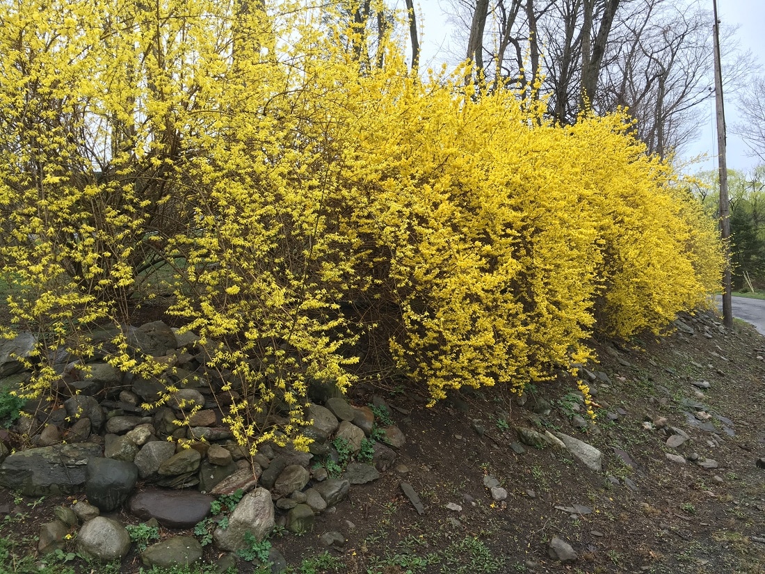 Forsythia toxic cheap to dogs