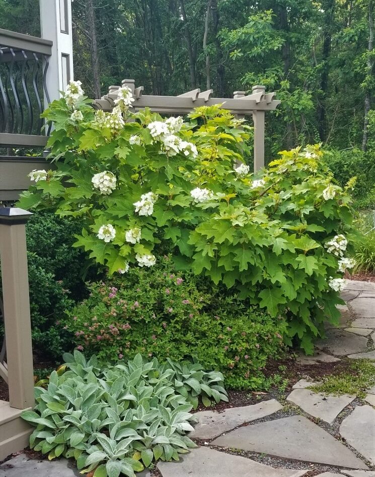 hydrangea companion plants