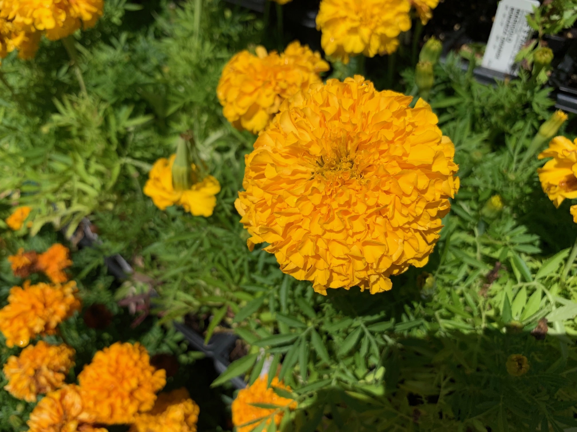 marigold antigua gold