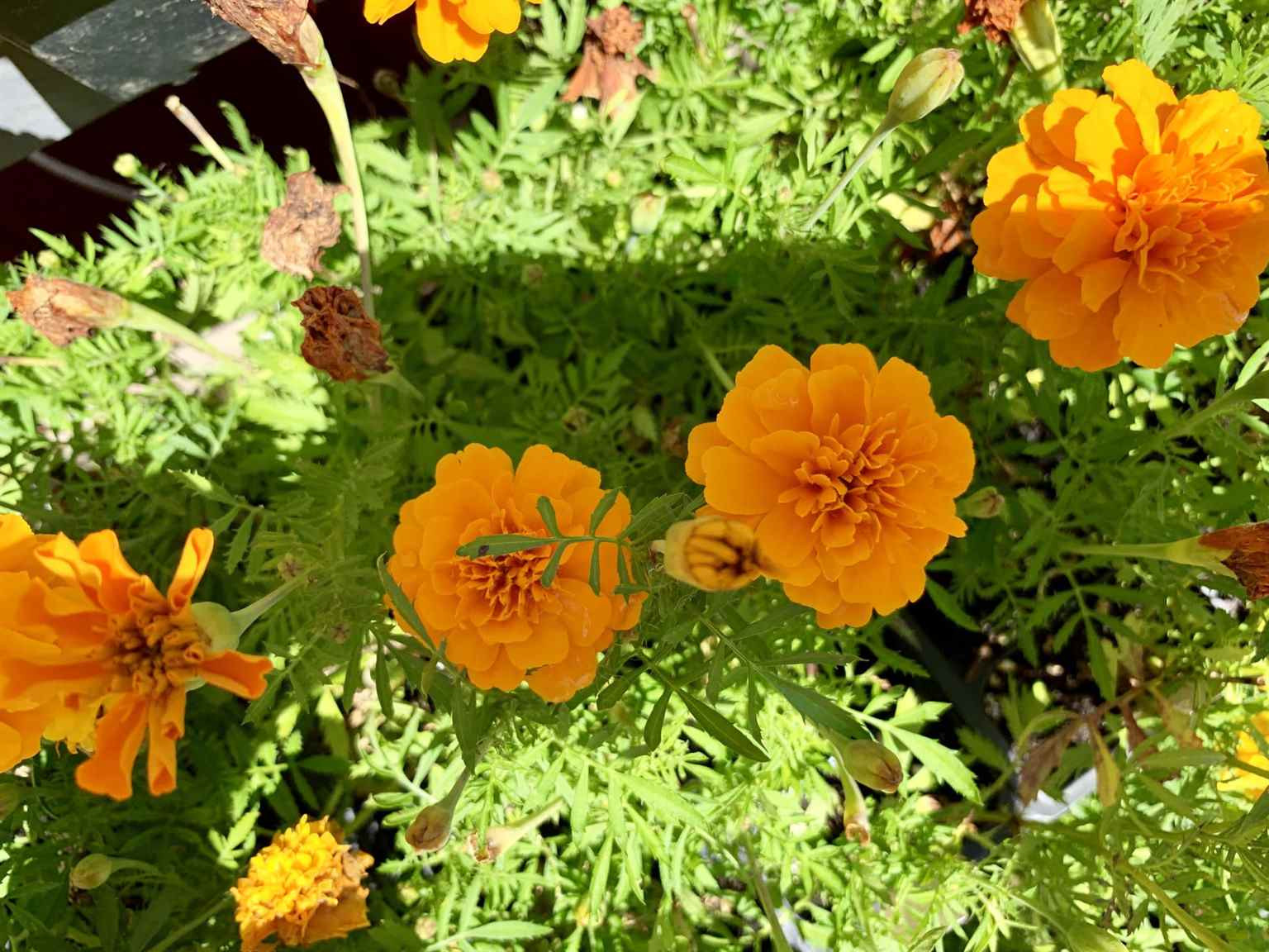 marigold antigua gold