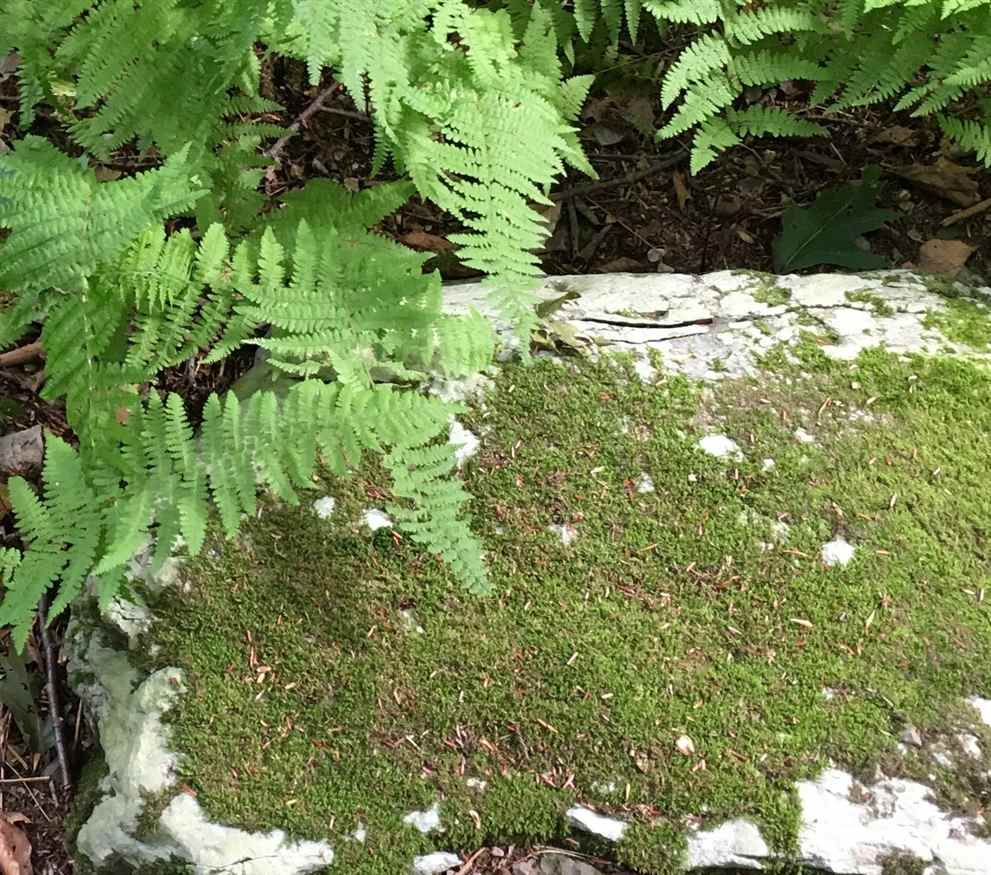 How to create a moss garden. Gardening advice.