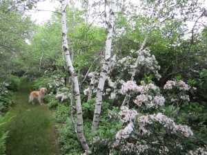 A white-stemmed tree amongst pink flowering mountain laurel with a golden retriever along a grassy path.