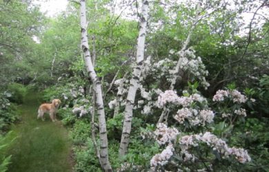 A white-stemmed birch tree amongst pink flowering mountain laurel with a golden retriever along a grassy path.