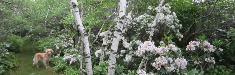 A white-stemmed birch tree amongst pink flowering mountain laurel with a golden retriever along a grassy path.