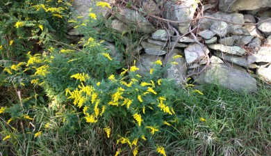Goldenrod in the wild
