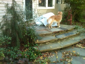 a golden retriever looking at potted gardens covered with white sheets 