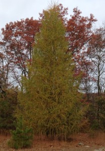 a yellowing European Larch tree in the fall 