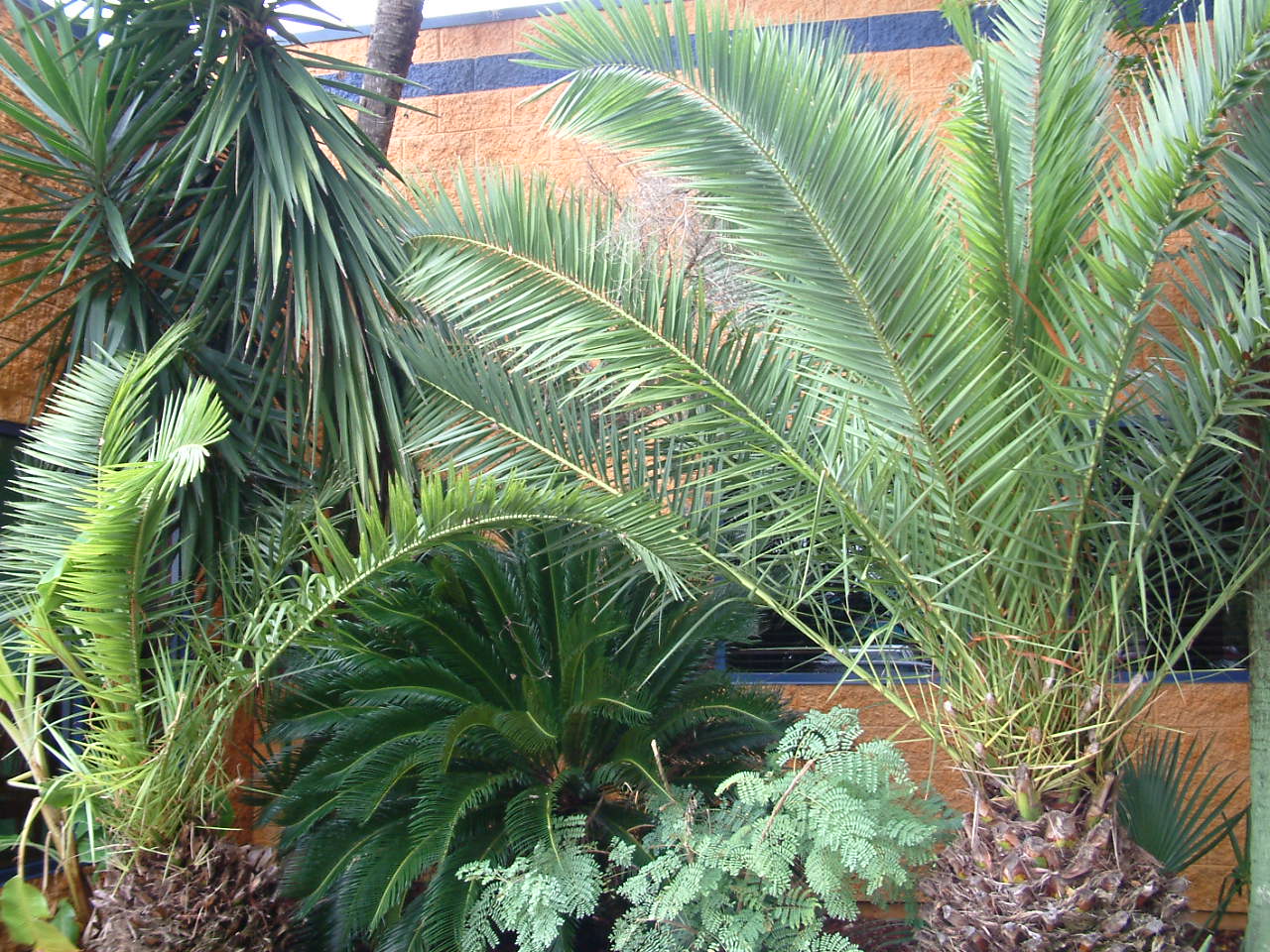 Garden Dilemmas, Delights & Discoveries, Ask Mary Stone Overwintering