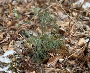 a baby white pine amongst dry leaves and dusting of snow.