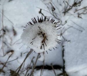 An echinacea seed head covered in snow