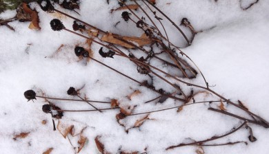 dry seed heads of Black-eyed Susan in snow.