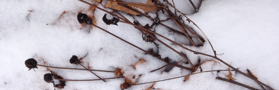 dry seed heads of Black-eyed Susan in snow.