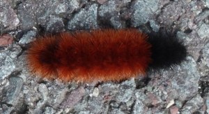 Wooly Bear Caterpillar What does it mean when the brown section  is on the end AND the middle?   Hummmmm