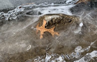 An oak leaf frozen in a pond