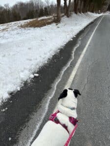 a white dog on the road in front of salt stains from road salt.