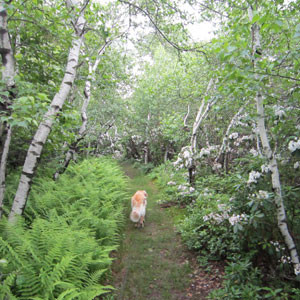 white-stemmed birch trees amongst pink flowering mountain laurel with a golden retriever along a grassy path.
