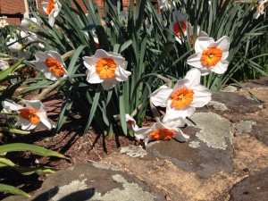White daffodils with yellow centers along a stone path