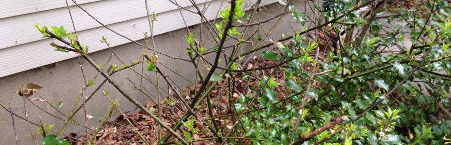 Deer Damage, Mary Stone of Garden Dilemmas, Garden Blog, Gardening Blog