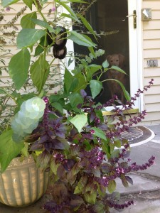 Purple Peppers, Purple basil, Mary Stone of Garden Dilemmas