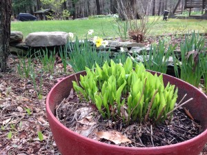 a red pot emerging green hosta perennials ready to be divided