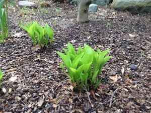 two groupings of Hosta in a garden