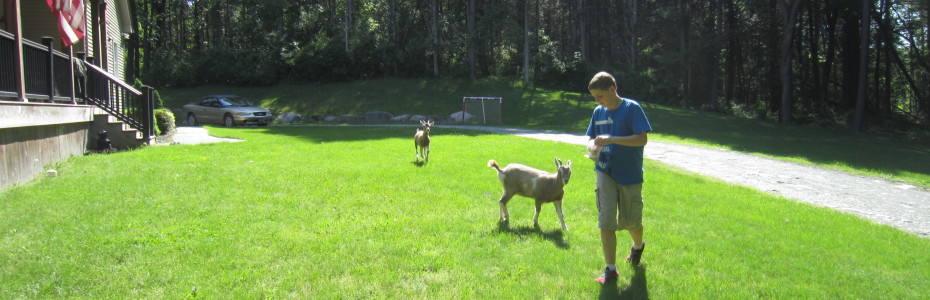 Goats as pets, Mary Stone of Garden Dilemmas, Garden Blog, Gardening Blog