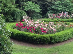 pink and red roses in the middle of a hedge of boxwood in front of a park bench