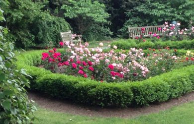 pink and red roses in the middle of a hedge of boxwood in front of a park bench