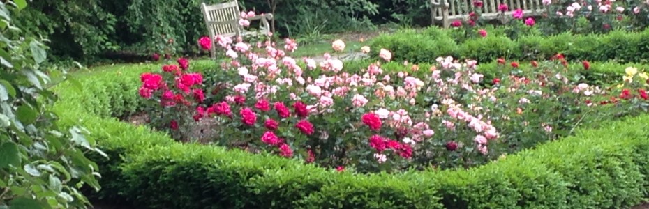 Aphids on Roses, Mary Stone of Garden Dilemmas,