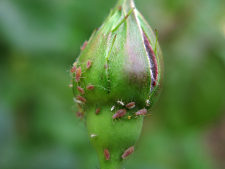 Garden Dilemmas, Delights & Discoveries, Ask Mary Stone Aphids on Roses ...