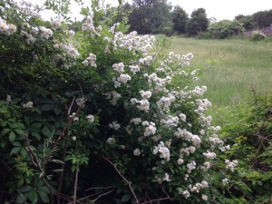 Multiflora Rose, Mary Stone of Garden Dilemmas, Garden Blog, Gardening Blog
