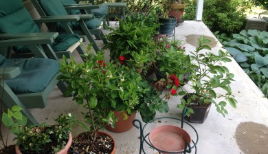 readying gardens and pots for vacation, Mary Stone Garden Dilemmas, garden Blog