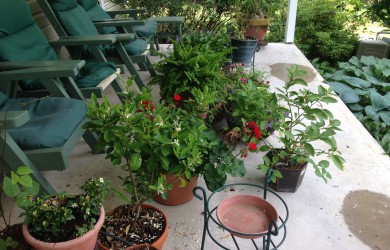 readying gardens and pots for vacation, Mary Stone Garden Dilemmas, garden Blog