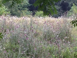 Canada Thistle/ Cirsium arvense, Garden Dilemmas Ask Mary Stone