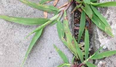 Garden Dilemmas Ask Mary Stone, Crabgrass