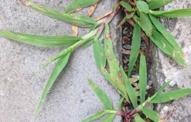 Garden Dilemmas Ask Mary Stone, Crabgrass