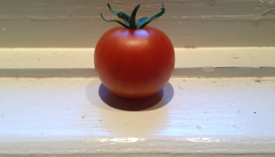 a perfectly ripe read tomato on a windowsill