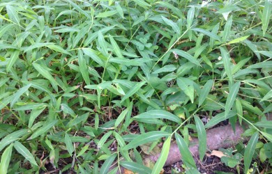 Microstegium vimineum / Japanese Stilt Grass, Garden Dilemmas Ask Mary Stone
