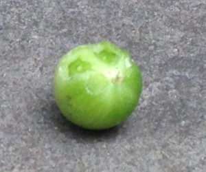 A green cherry tomato with a bite out of it on a stone patio. 