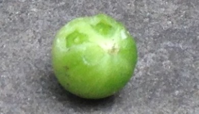 A green cherry tomato with a bite out of it on a stone patio.
