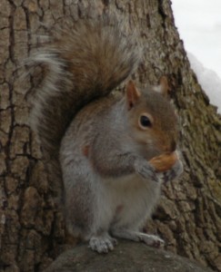 Gray squirrel holding a pit in its paws