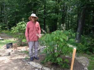a man in a straw hat and red shirt next to a bottlebrush buckeye along a woodland
