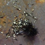 Dry echinacea seeds