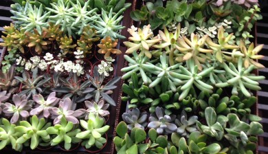Succulents, Garden dilemmas Ask Mary Stone, Garden tips, Gardening tips, Plant wedding favors