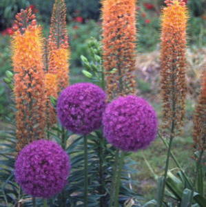 large purple pom-pom flowers of ornamental onion with orange flowering foxtail lilies. 