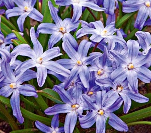 purple flowering Glory-in-Snow bulbs in bloom