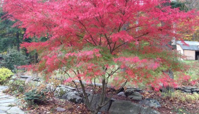 Seiryu Japanese Maple ,Acer palmatum 'Seiryu', Garden Dilemmas, Ask Mary Stone, Gardening tips, Garden Blogs